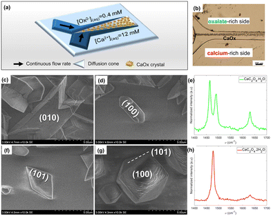 image file: d5ce00985e-f5.tif