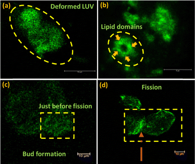 image file: d5cp04060d-f2.tif