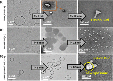 image file: d5cp04060d-f3.tif