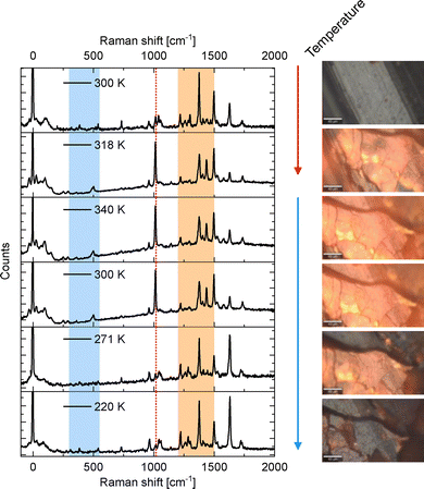 image file: d5cp04473a-f3.tif
