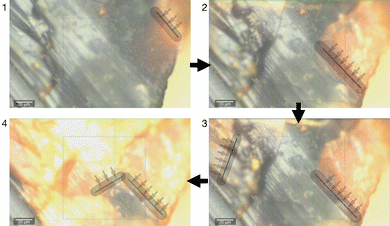 image file: d5cp04473a-f7.tif