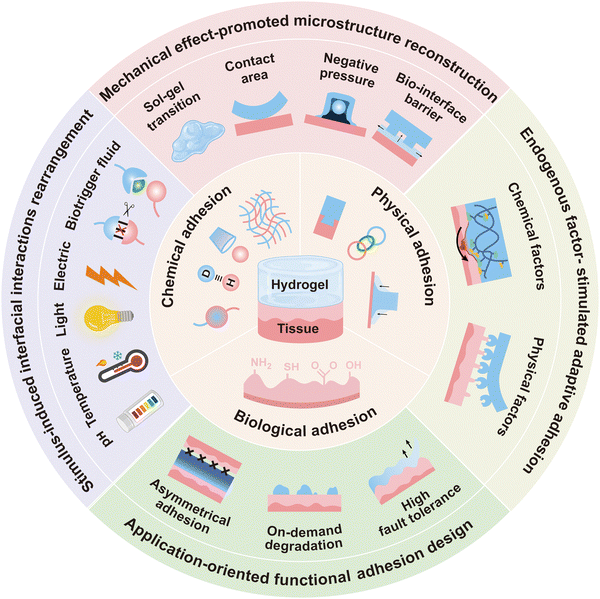 image file: d5cs00403a-f1.tif
