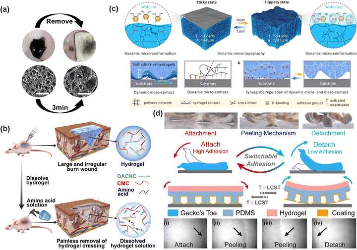 image file: d5cs00403a-f7.tif