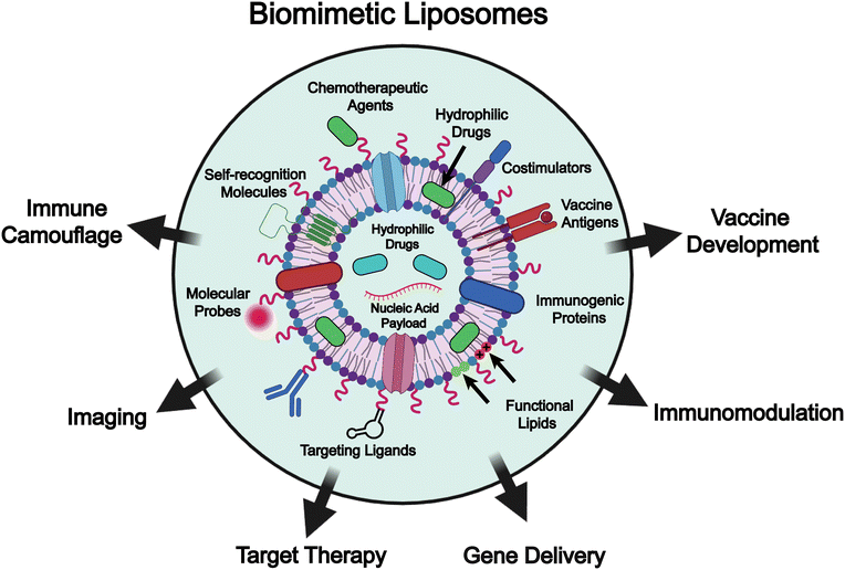 image file: d5cs00440c-f1.tif