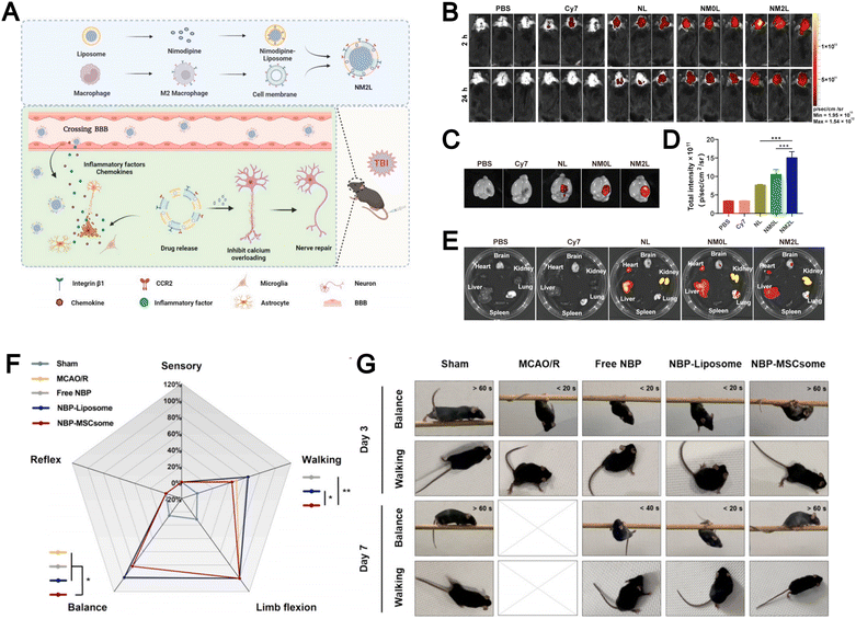 image file: d5cs00440c-f13.tif