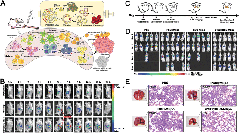 image file: d5cs00440c-f18.tif