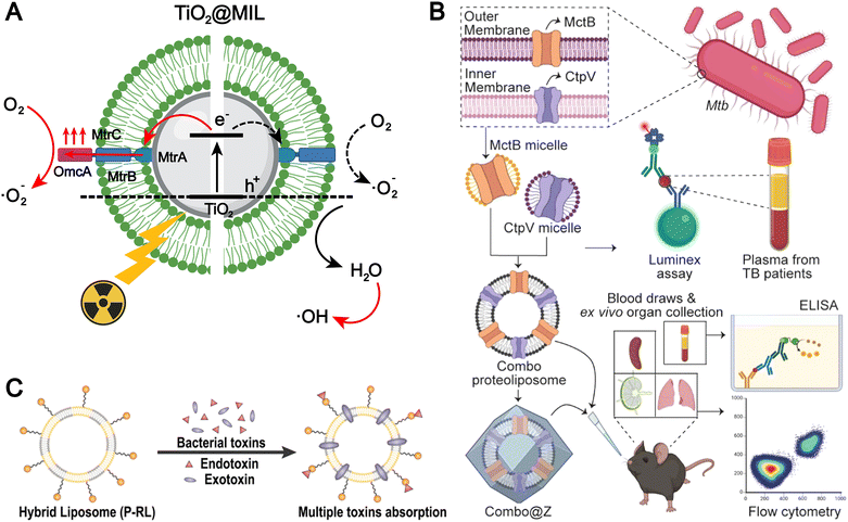 image file: d5cs00440c-f6.tif