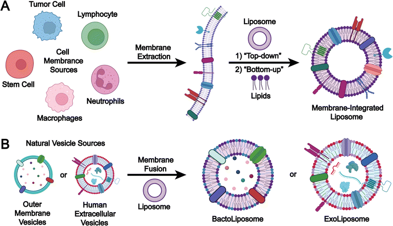 image file: d5cs00440c-f8.tif