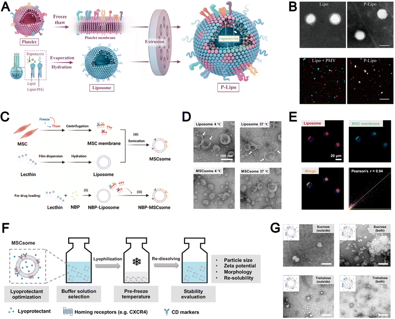 image file: d5cs00440c-f9.tif