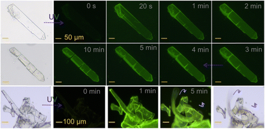 image file: d5cs00843c-f18.tif
