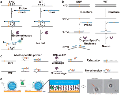 image file: d5cs01006c-f15.tif