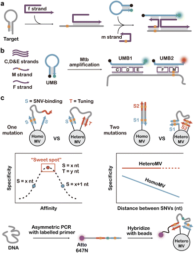 image file: d5cs01006c-f4.tif