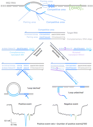 image file: d5cs01006c-f7.tif