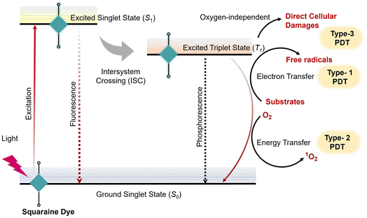 image file: d5cs01375e-s4.tif
