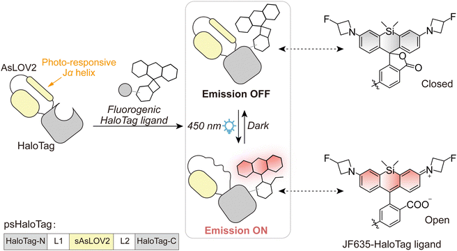 image file: d5cs01519g-f25.tif