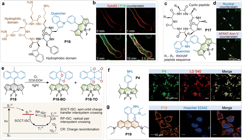 image file: d5cs01519g-f9.tif
