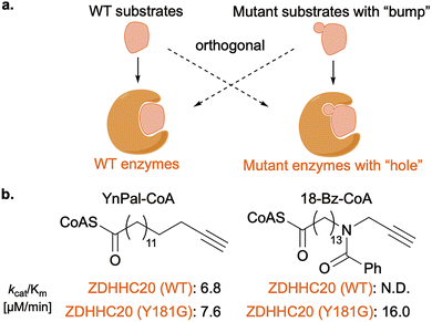 image file: d6cs00107f-f12.tif