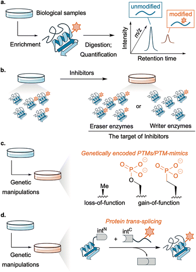 image file: d6cs00107f-f2.tif