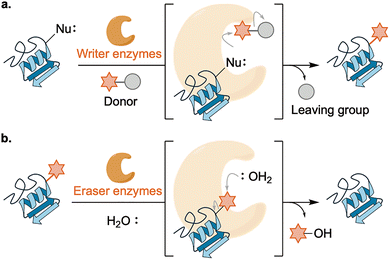 image file: d6cs00107f-f4.tif