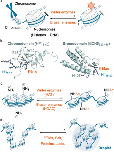 image file: d6cs00107f-f8.tif