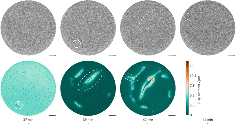 image file: d5eb00201j-f7.tif