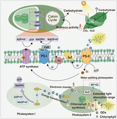 image file: d5en00548e-f3.tif