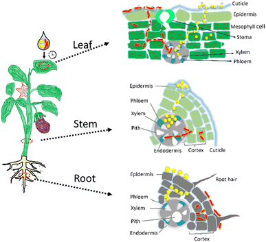 image file: d5en00920k-s2.tif