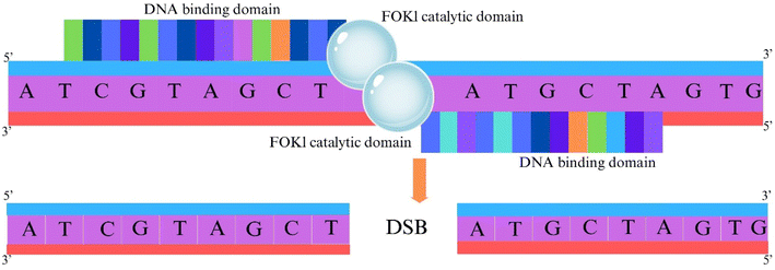 image file: d5fb00405e-f3.tif