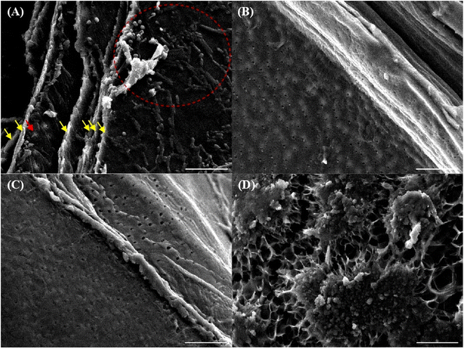 image file: d5fb00633c-f4.tif