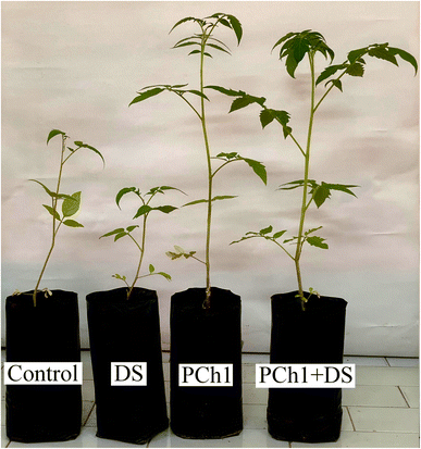 image file: d5fb00633c-f7.tif