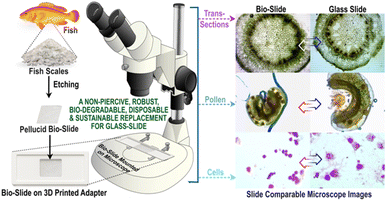 image file: d5fb00685f-f1.tif