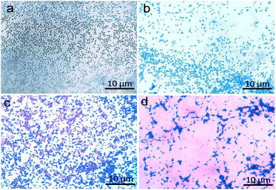 image file: d5fb00685f-f5.tif