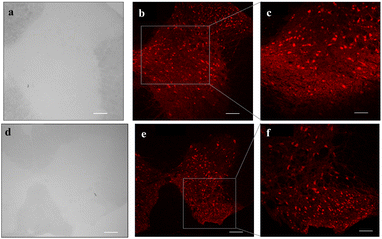 image file: d5fb00685f-f8.tif