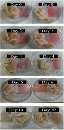 image file: d5fb00754b-f7.tif