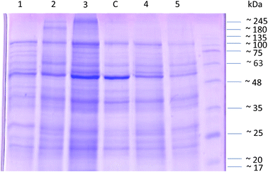 image file: d5fb00833f-f10.tif