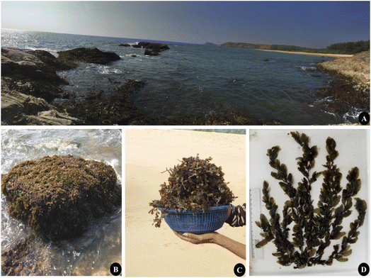 image file: d5fb00918a-f1.tif