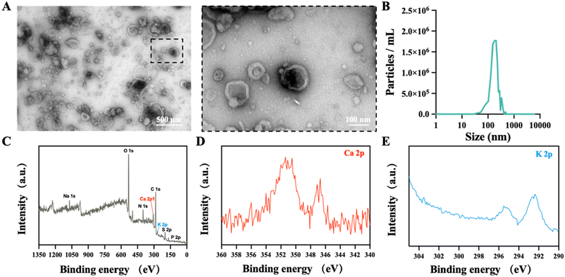 image file: d5fo03126e-f2.tif