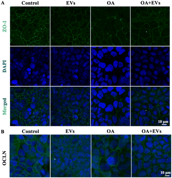 image file: d5fo03126e-f7.tif