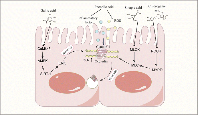 image file: d5fo03351a-f2.tif
