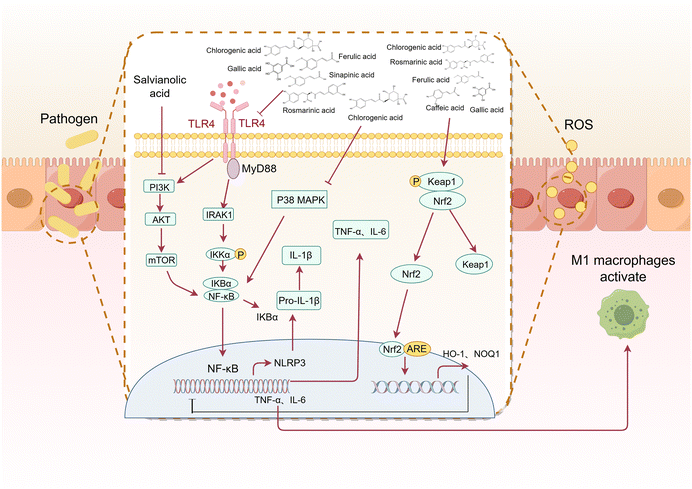 image file: d5fo03351a-f5.tif