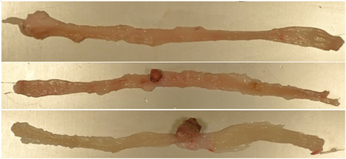 image file: d5fo03398e-f1.tif