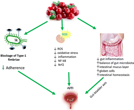 image file: d5fo05249a-f2.tif