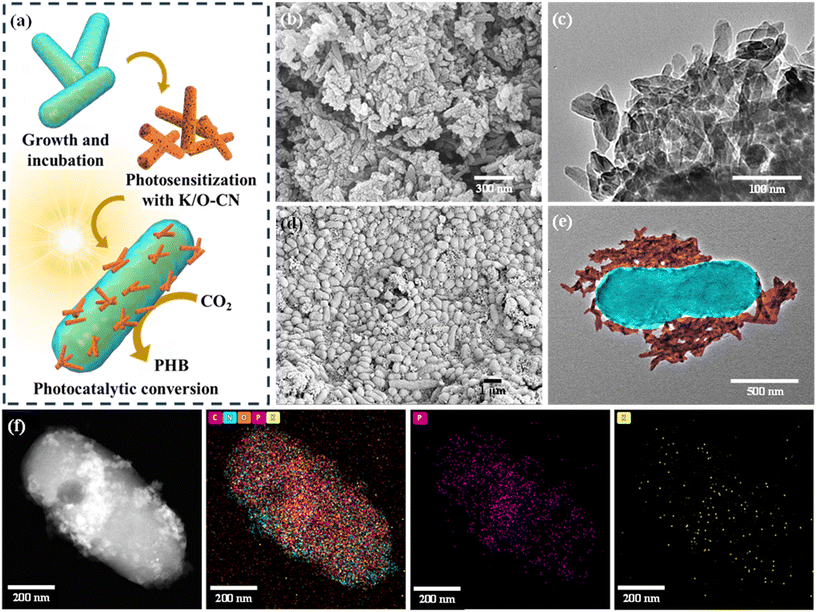 image file: d5gc02437d-f1.tif