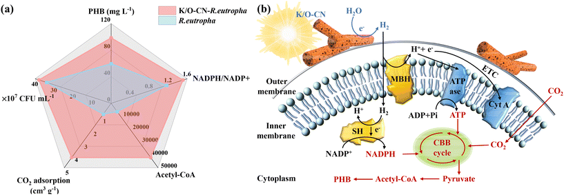 image file: d5gc02437d-f6.tif