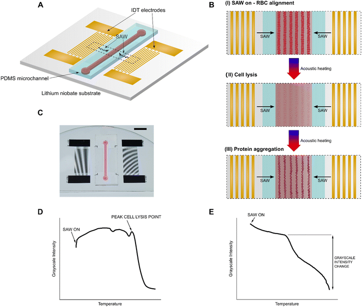 image file: d4lc00847b-f1.tif