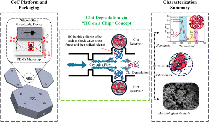 image file: d5lc00482a-f1.tif
