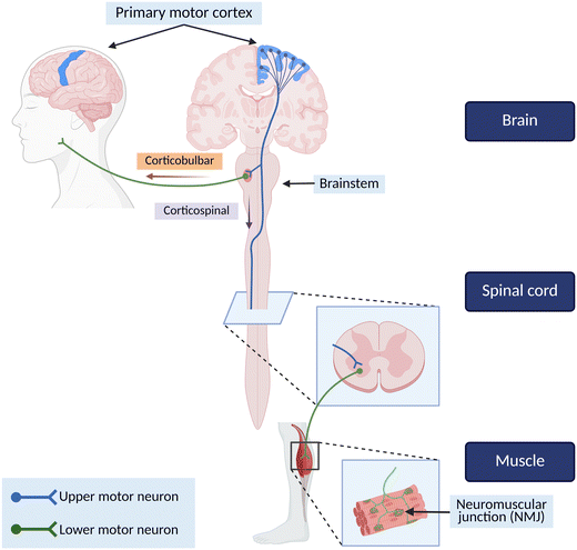 image file: d5lc00577a-f1.tif