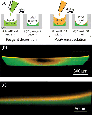 image file: d5lc00632e-f1.tif