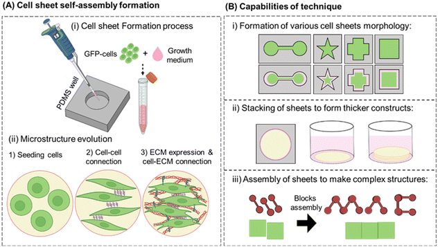 image file: d5lc00678c-f1.tif