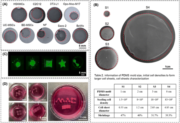 image file: d5lc00678c-f3.tif